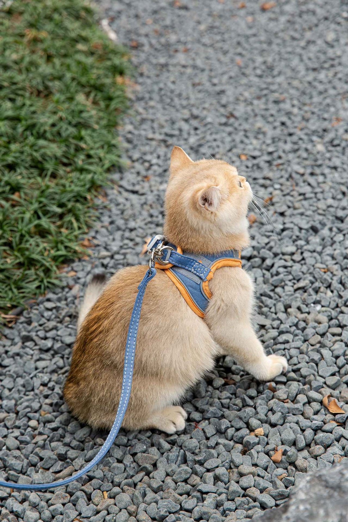 Reflective Vest-Style Pet Harness