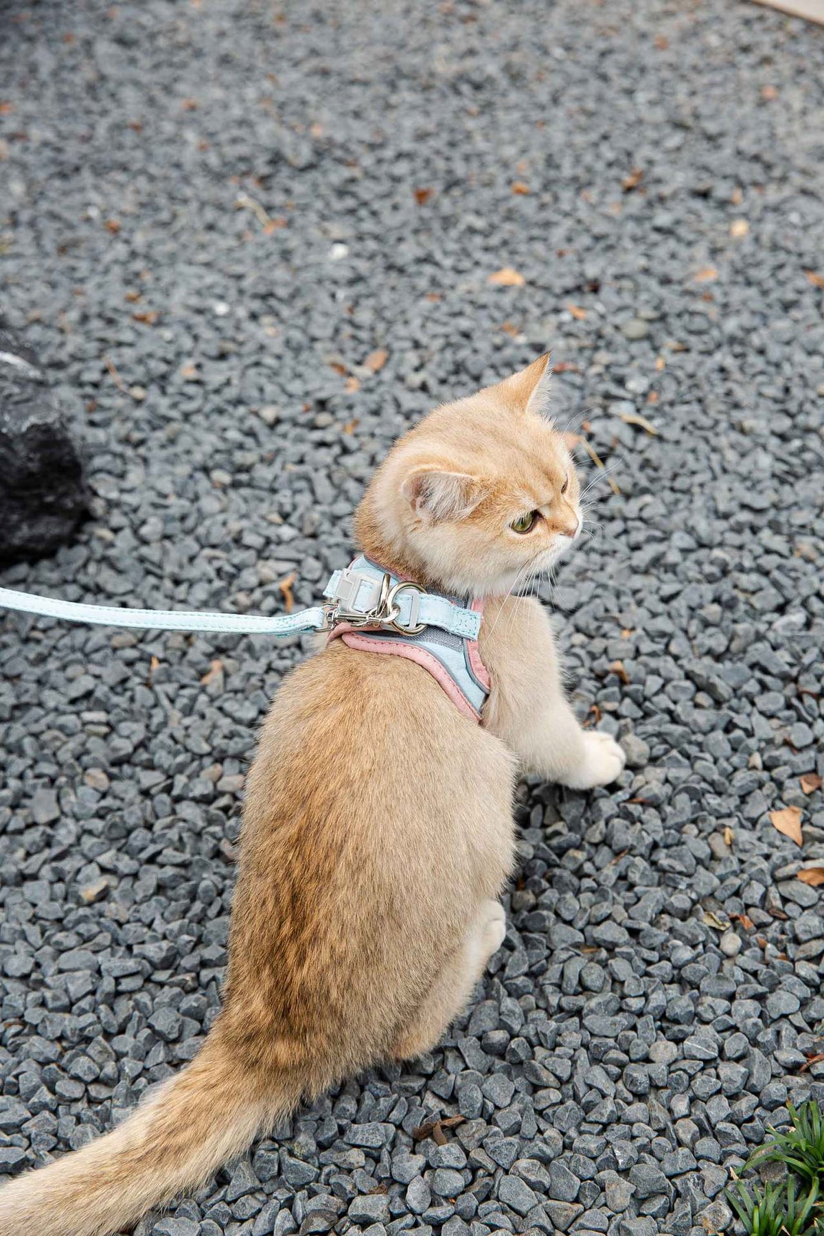 Reflective Vest-Style Pet Harness