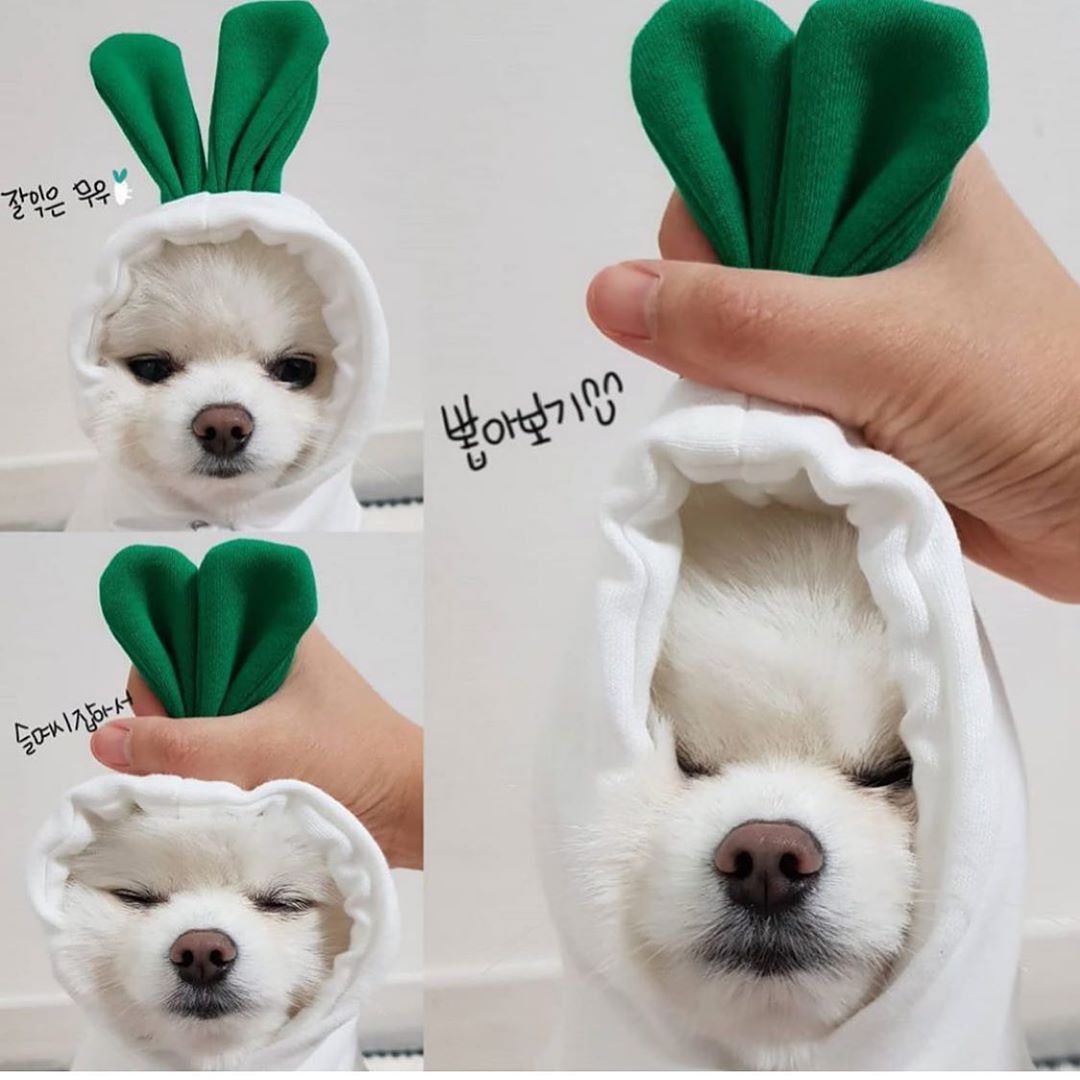 Fruit-Style Fleece Pet Hoodie