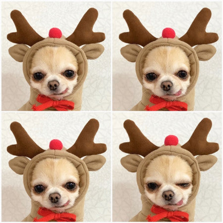 Fruit-Style Fleece Pet Hoodie