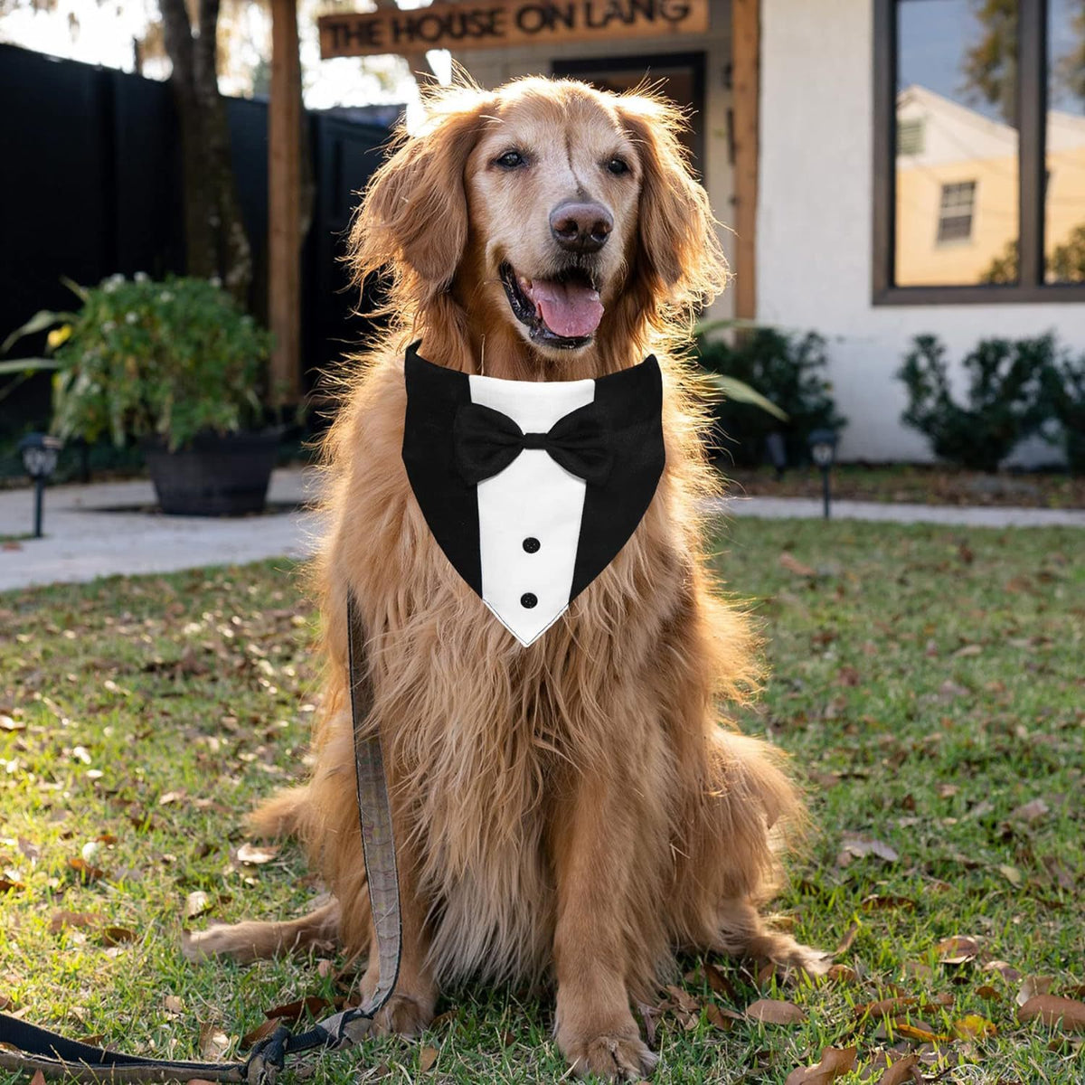 Pet Tuxedo with Bow Tie and Bandana