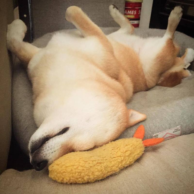 Fried Shrimp Plush Squeaky Dog Toy