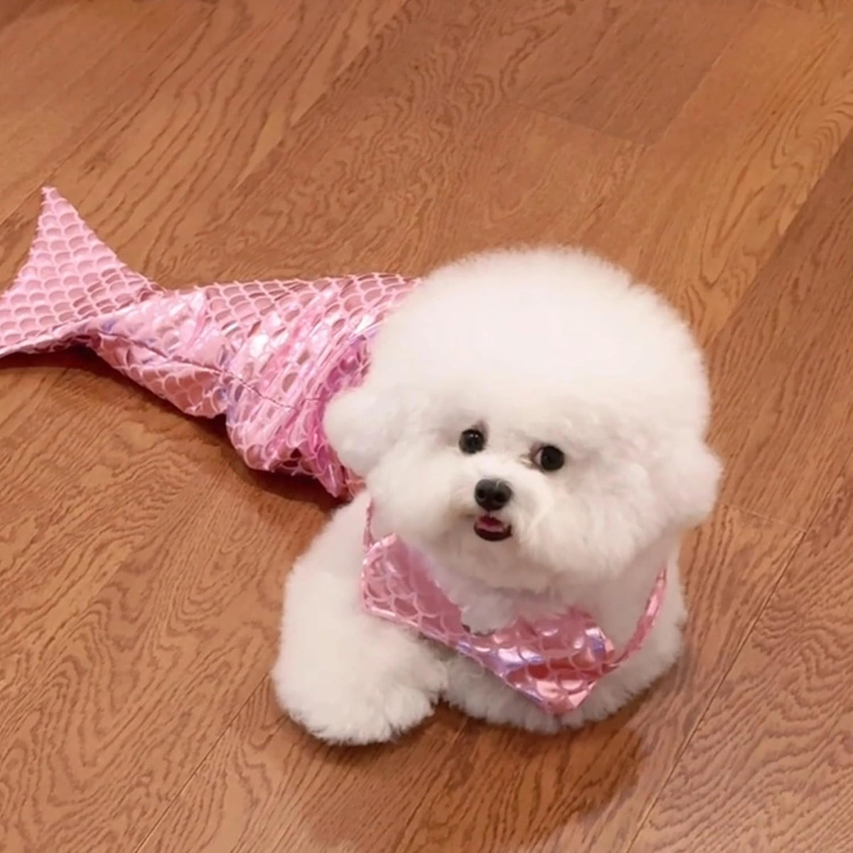 Mermaid Tail Pet Costume