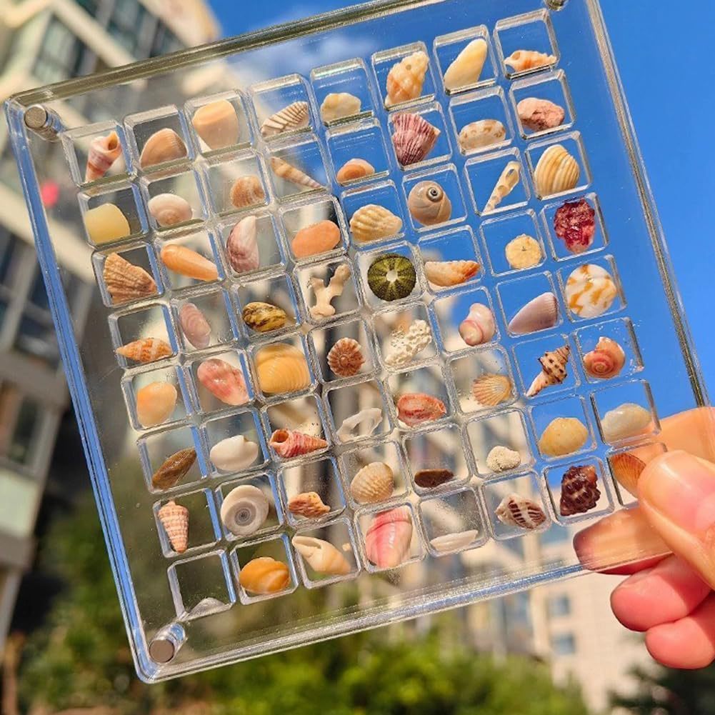 Compartment Acrylic Seashell Display Box