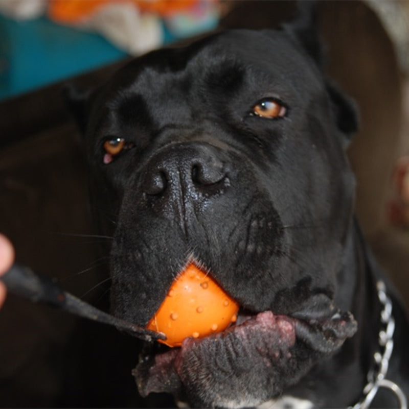 Rubber Ball Dog Toy with Rope
