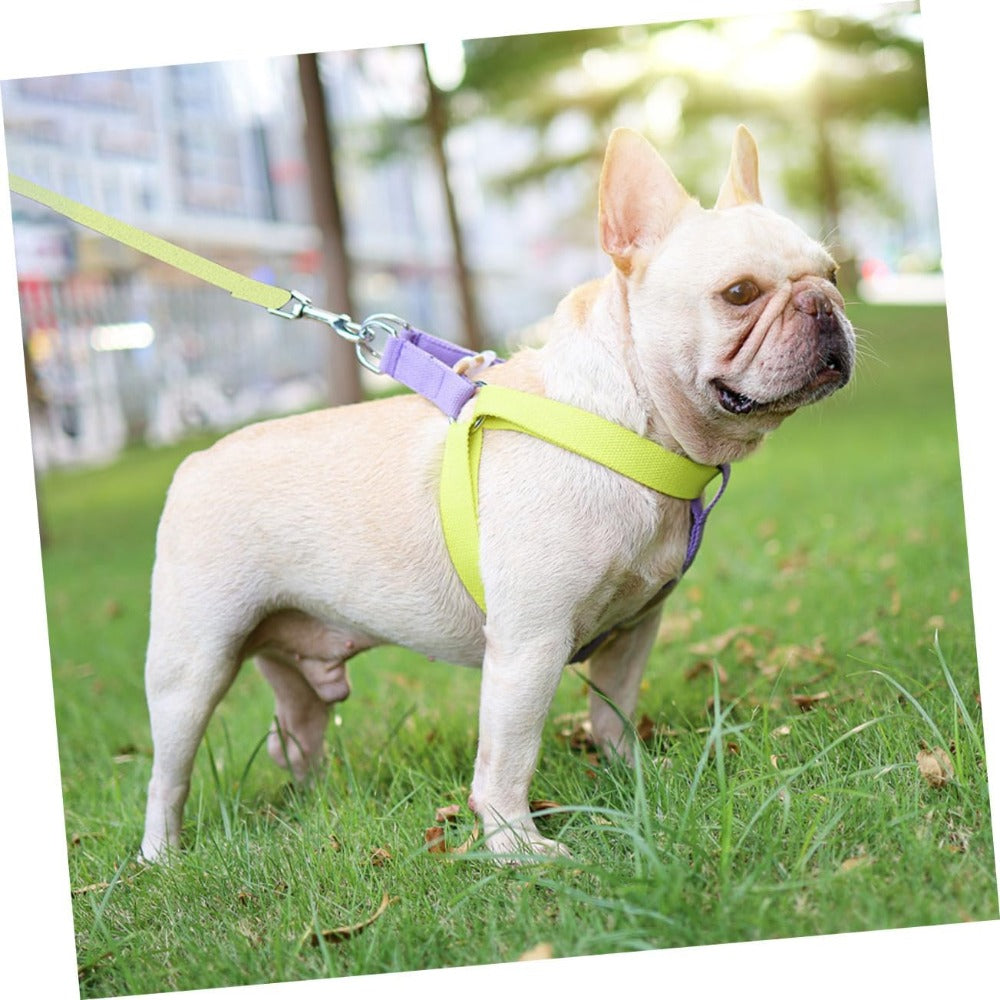 Small Dog Harness and Leash Set
