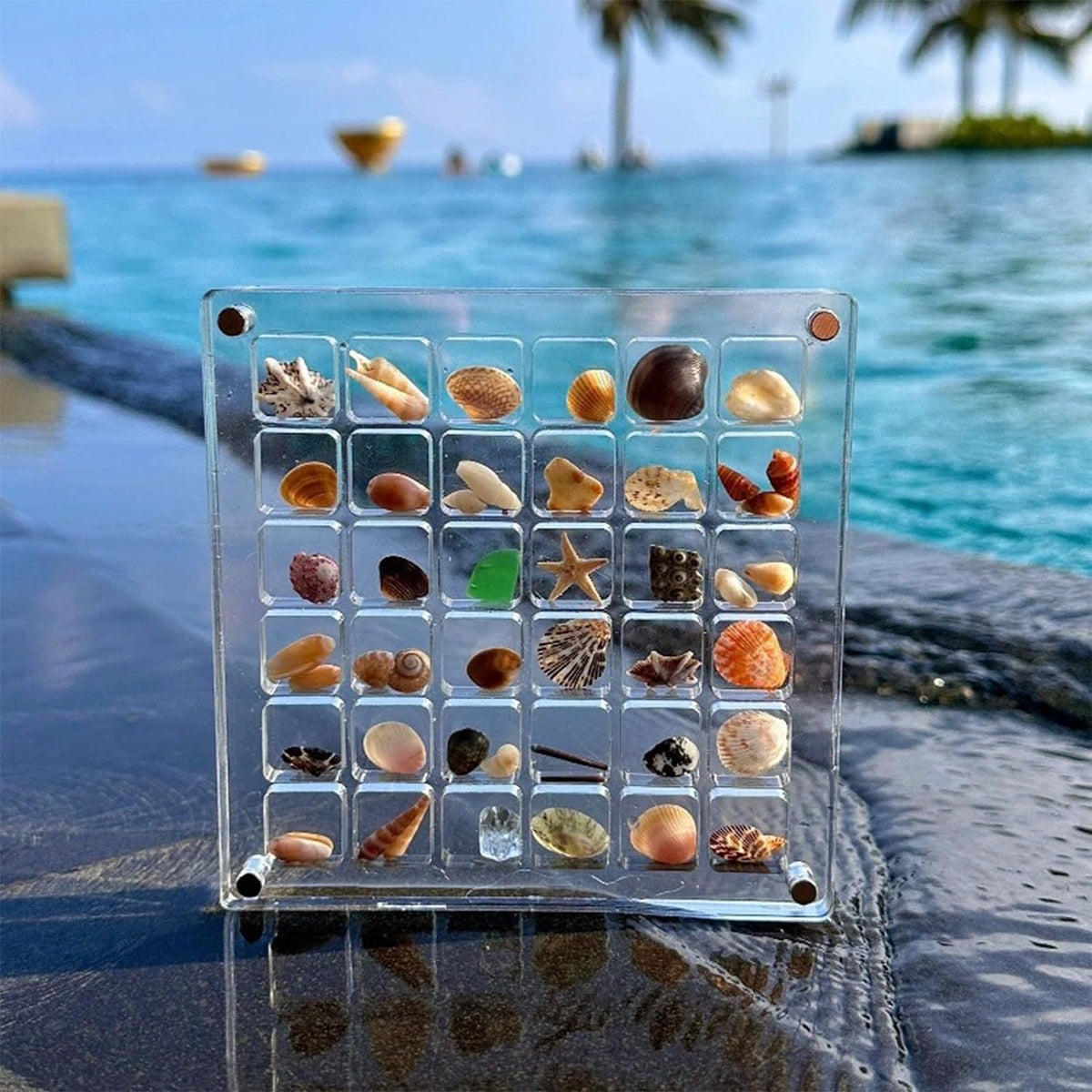Compartment Acrylic Seashell Display Box