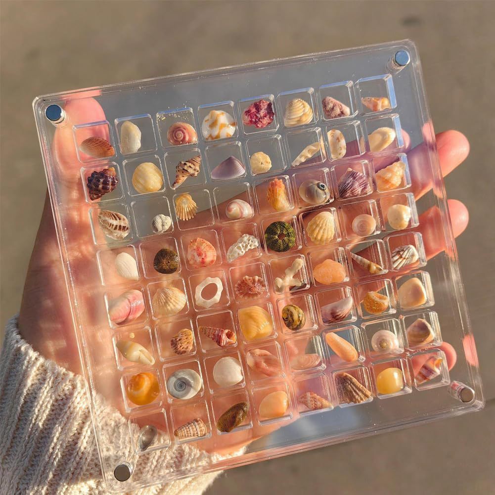 Compartment Acrylic Seashell Display Box