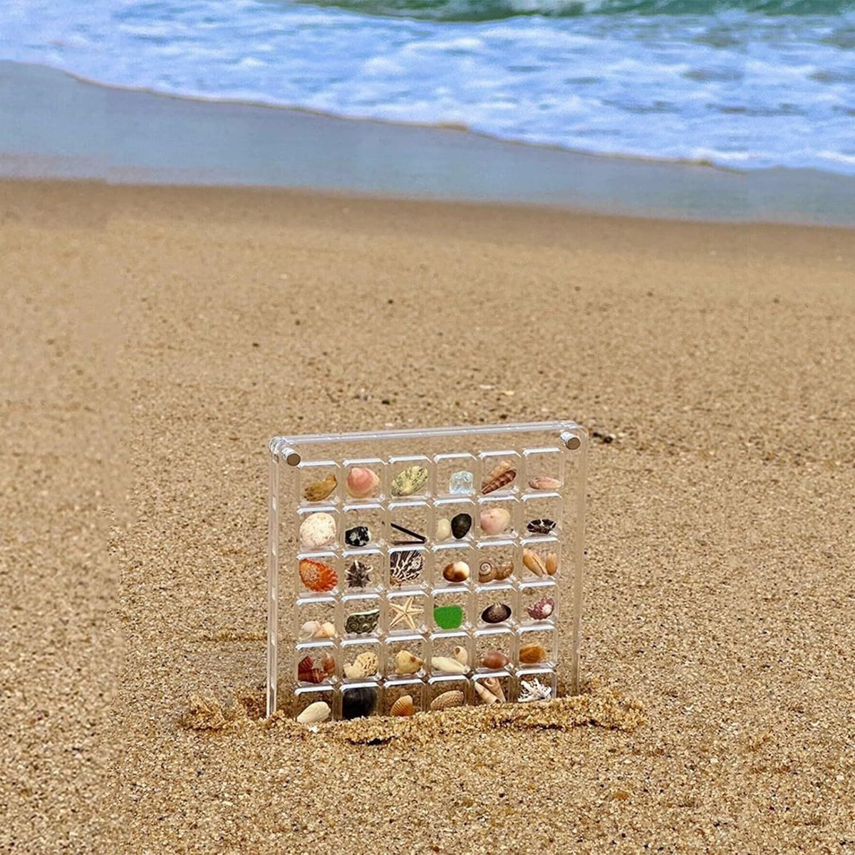 Compartment Acrylic Seashell Display Box